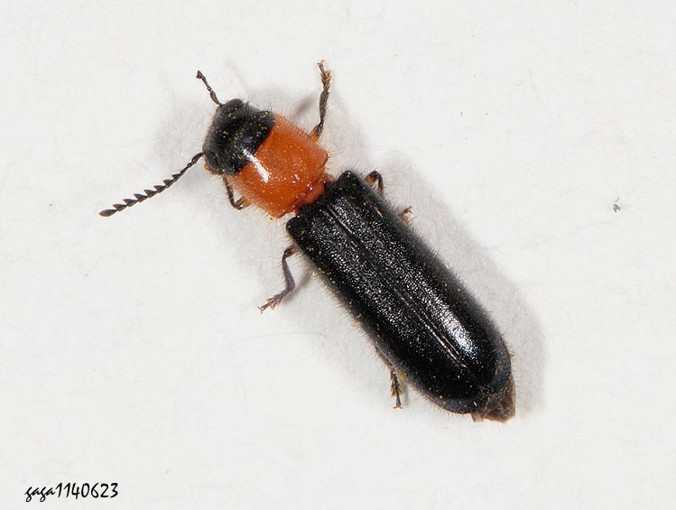  Tenerus formosanus