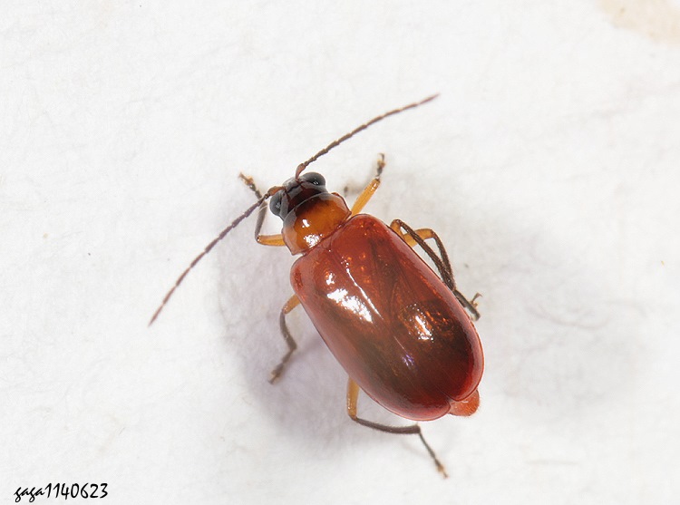 ڤ}ê Monolepta parvezi 
