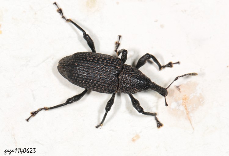 xWG`H Aclees taiwanensis