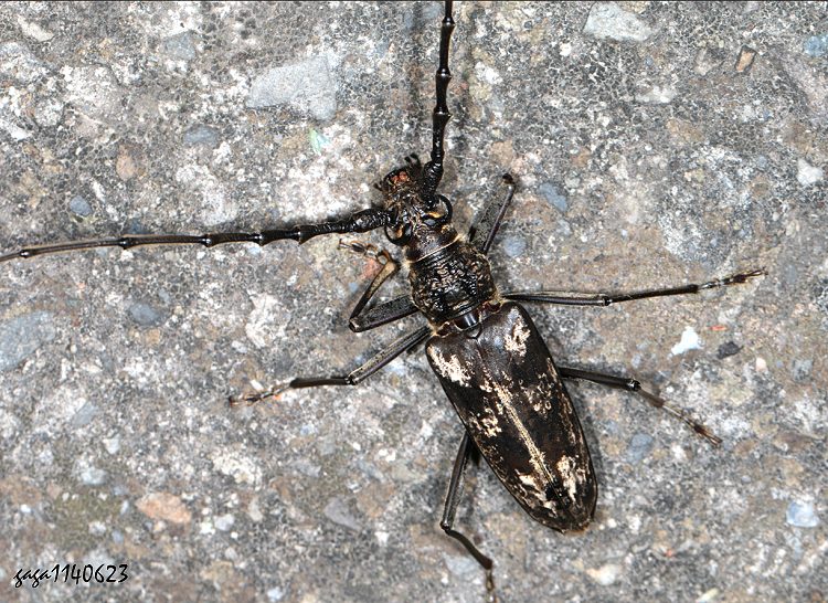 刺胸山天牛 Trirachys orientalis 