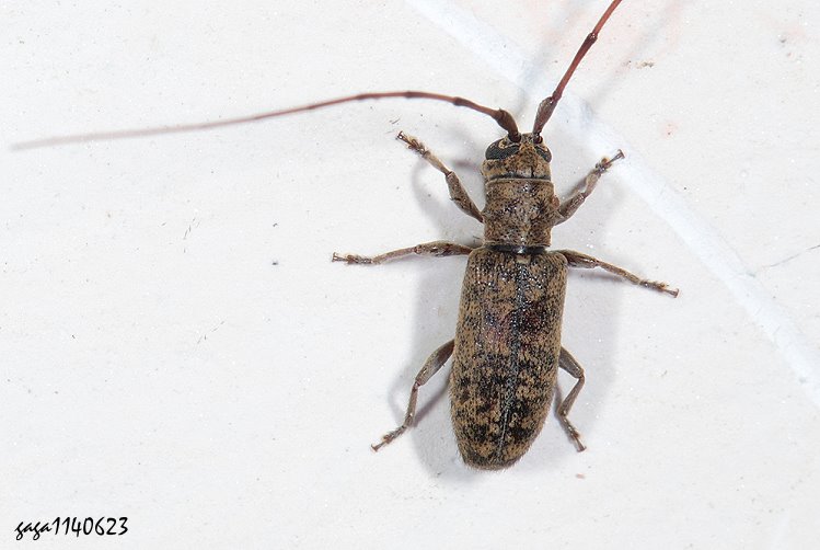 ȬwѤXenolea asiatica 