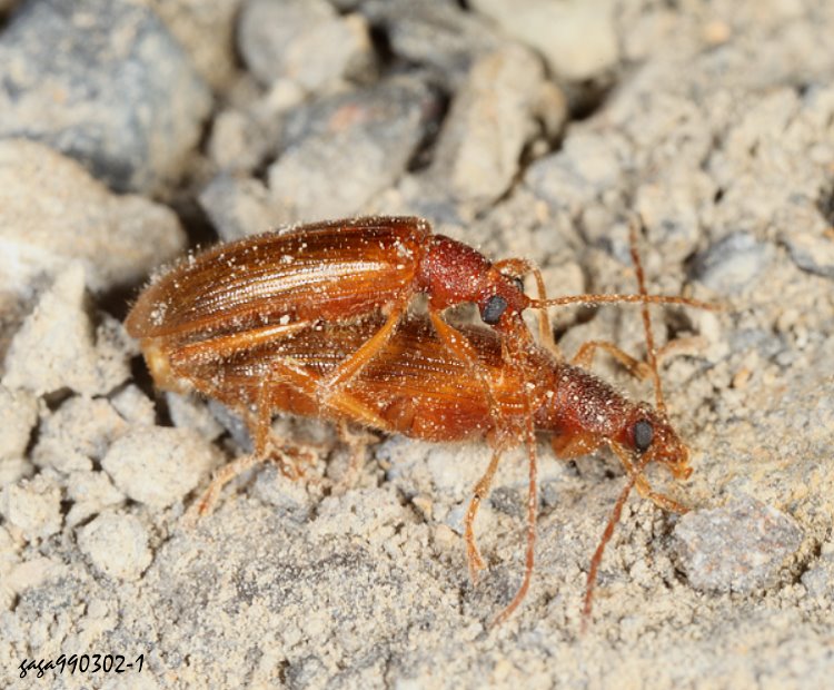 方擬金花蟲屬 Hosohamudama sp.