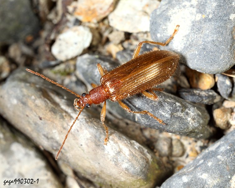 方擬金花蟲屬 Hosohamudama sp.
