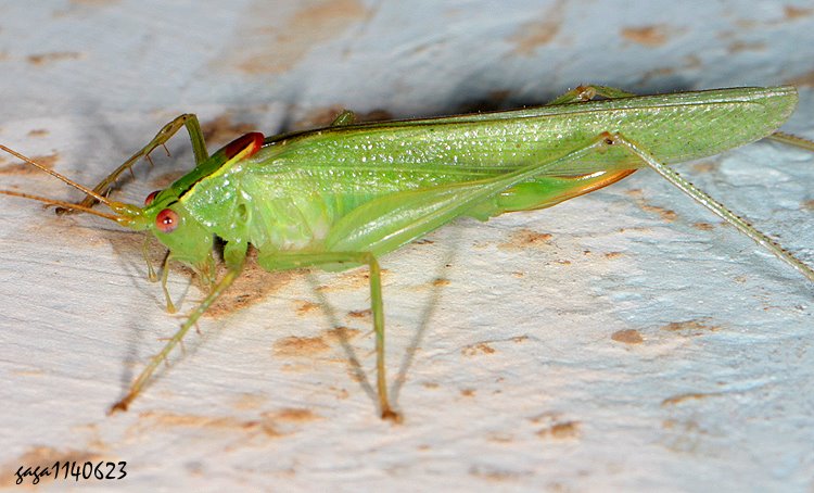 Cn Xiphidiopsis  sp.