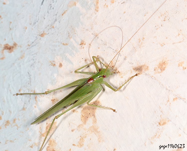 Cn Xiphidiopsis  sp.