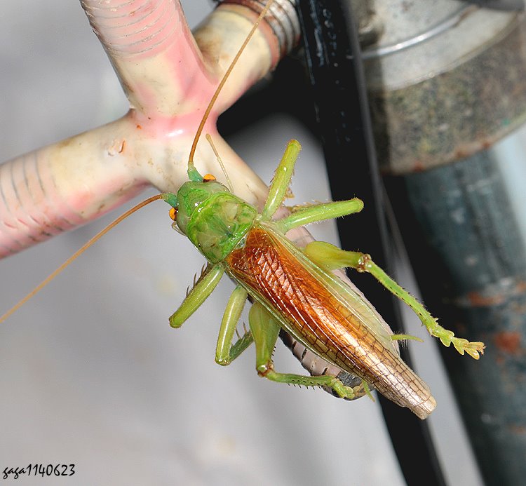 饻un Eugryllacris japonica