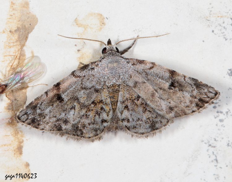 պn Mataeomera semialba