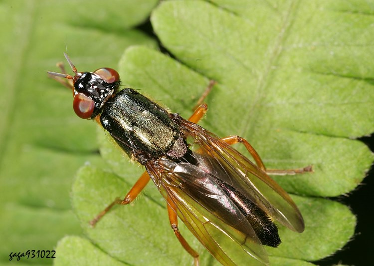  Elassogaster sp.