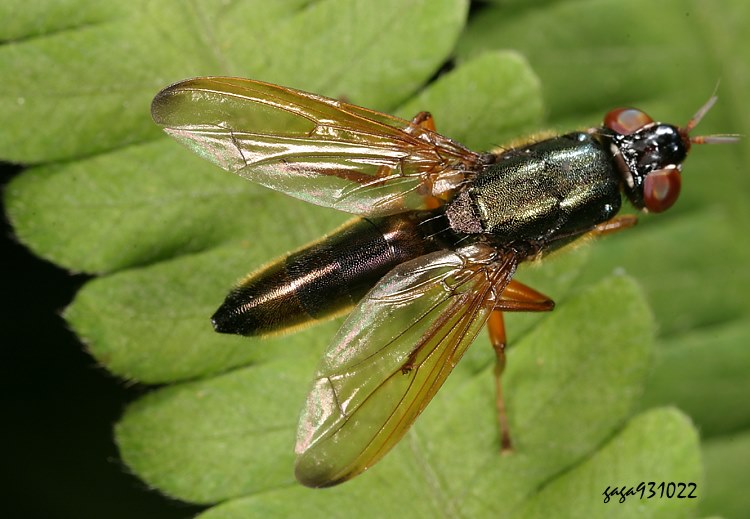Uͼsf Elassogaster sp.