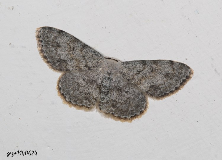 灰小姬尺蛾 Scopula isomerica 