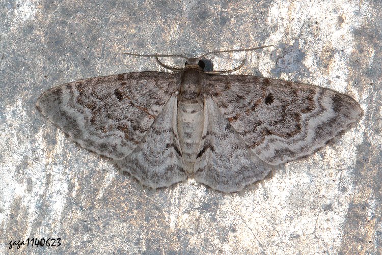  ǽŤظ Hydrelia enisaria