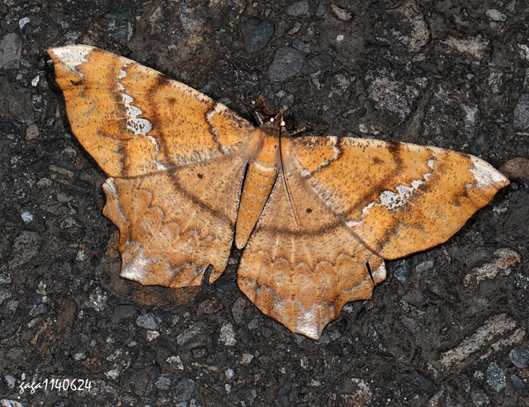 մŤظ Amblychia angeronaria 