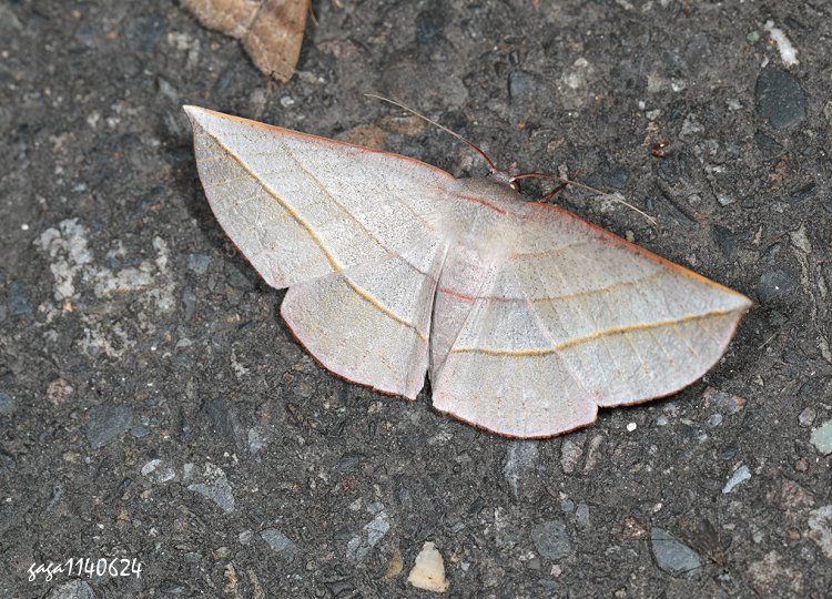 ȨFظ Sarcinodes aequilinearia