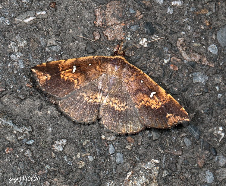  gͻn Adrapsa ochracea