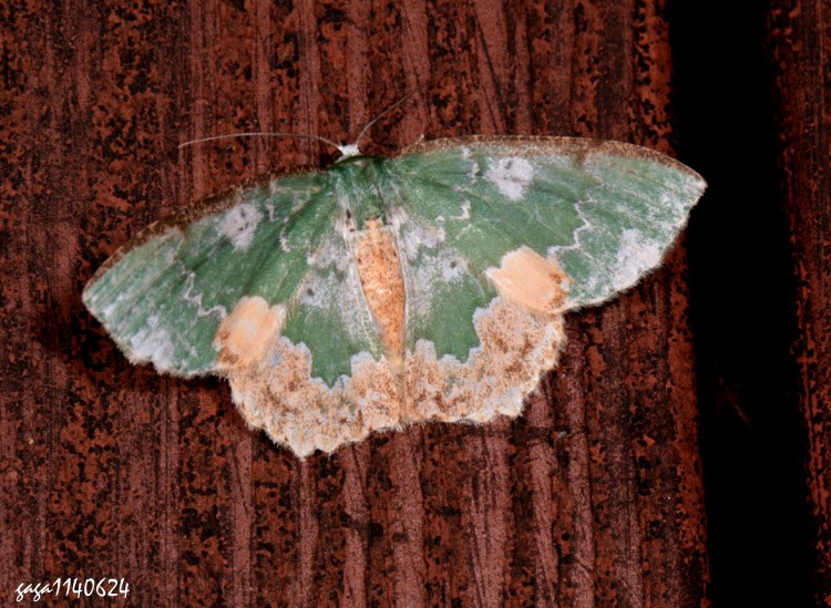 Aظ Eucyclodes sp.