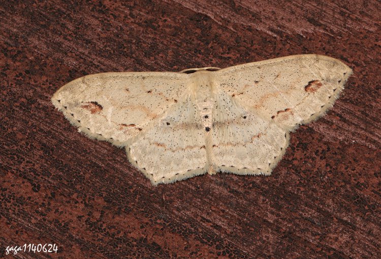 OWظ Scopula anatreces