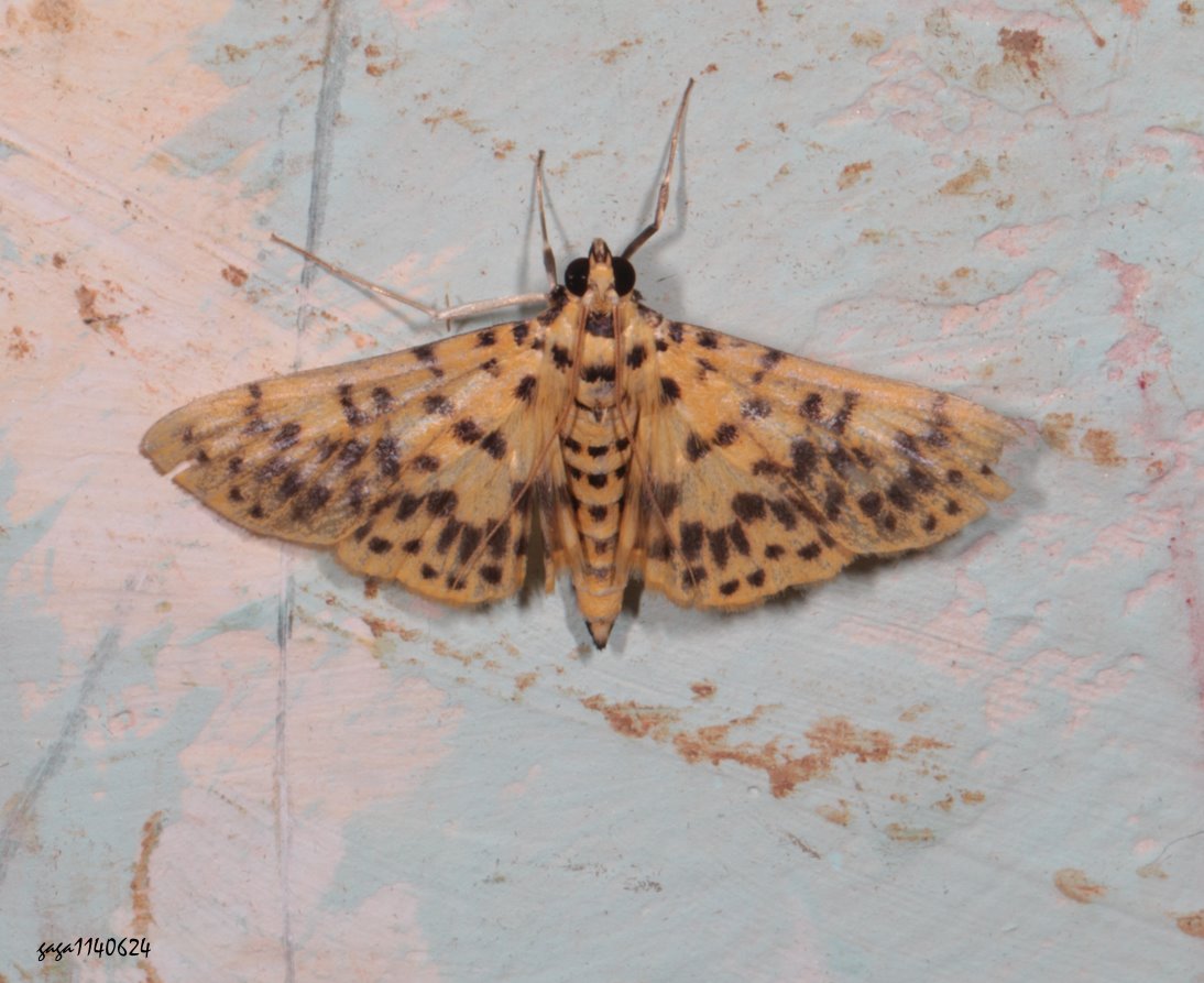 E Conogethes pinicolalis