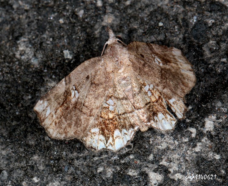  ܻn Pangrapta lunulata 