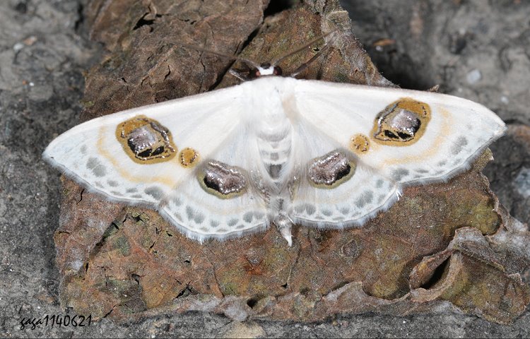 ʴإծVظ Problepsis discophora 
