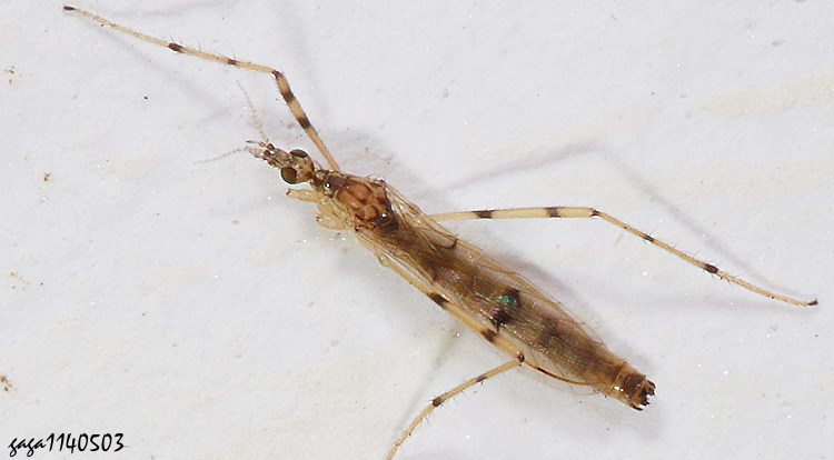 jA Styringomyia sp. 