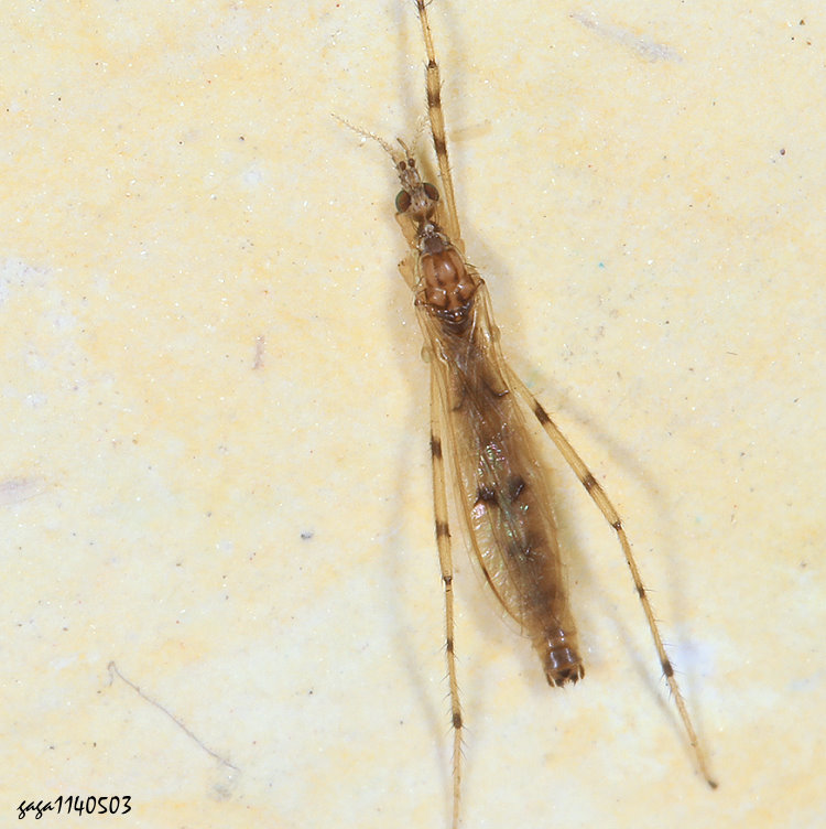jA Styringomyia sp. 