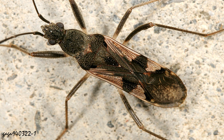 Hͨ϶H Metochus uniguttatus