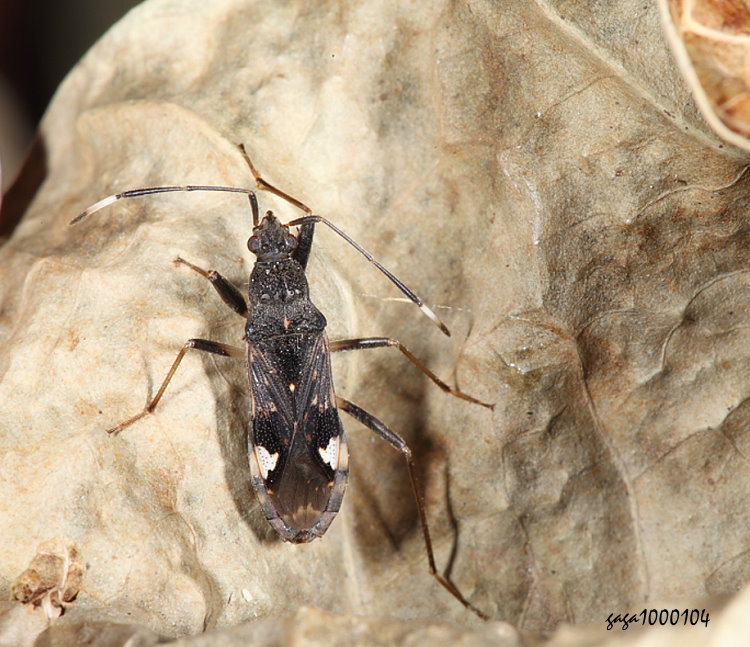 uͨ϶H Metochus abbreviatus