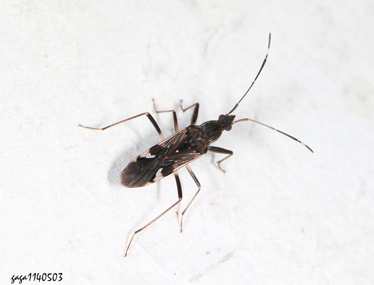 Metochus sp. 