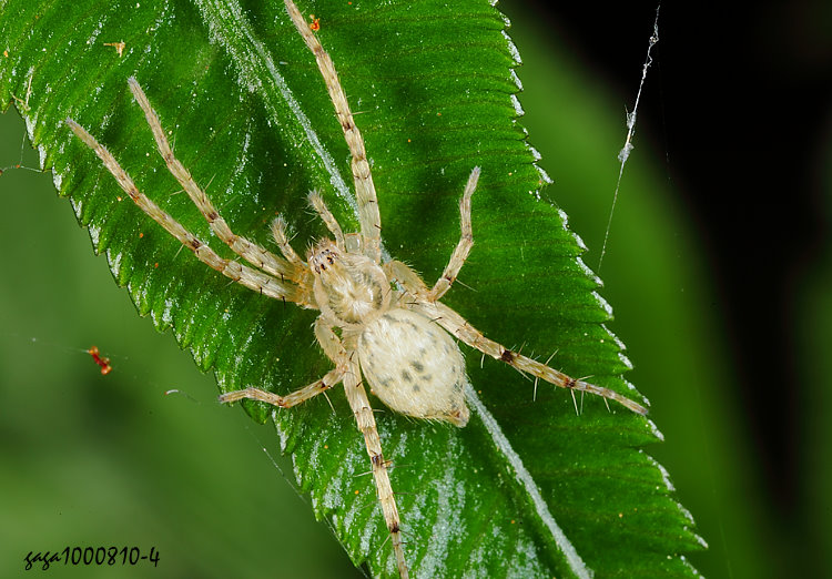޵ Anyphaena sp. 