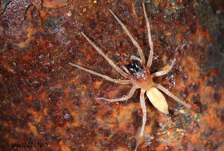  Drassodes sp.
