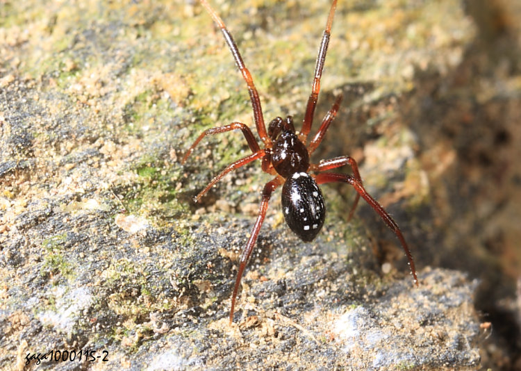 EOedignatha  sp.