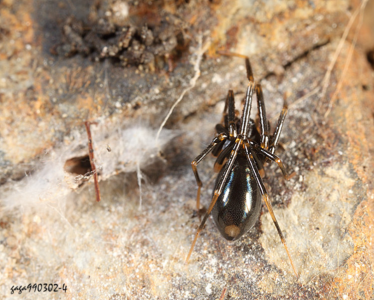 Phrurolithus sp.