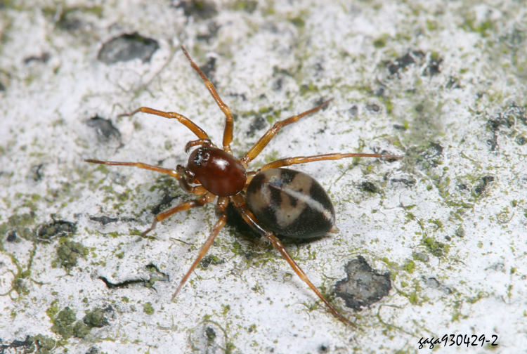 刺足蛛屬 Phrurolithus  sp. 