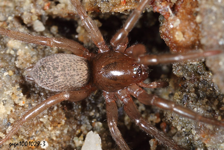 Cladothela parva 