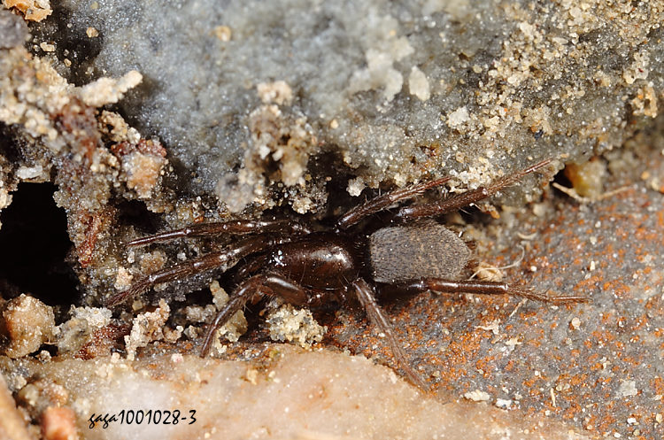 ù Cladothela parva