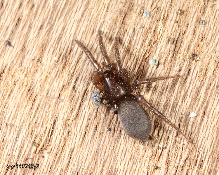 鷲蛛屬 Gnaphosa sp.