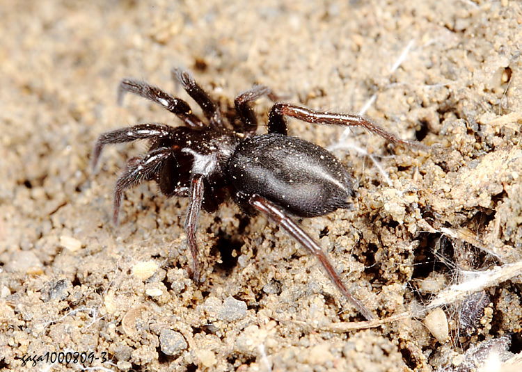 g Zelotes sp. 