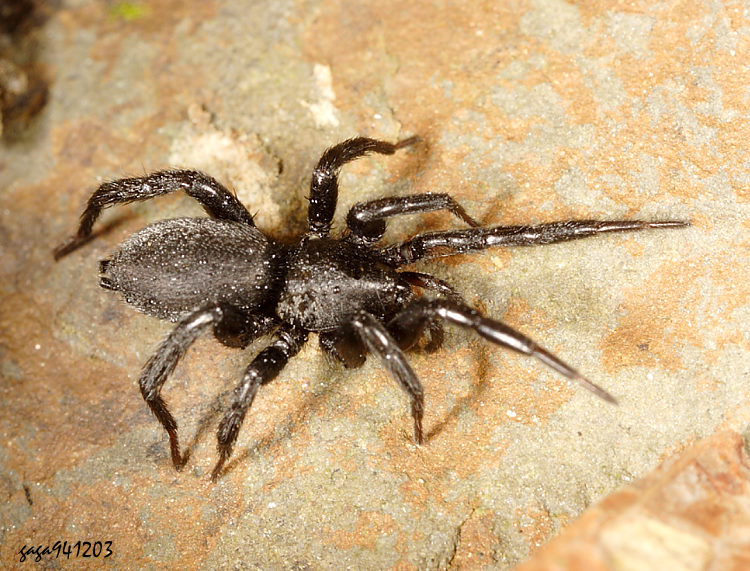 Ȭwg Zelotes asiaticus 