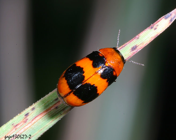 B Physosmaragdina nigrifrons