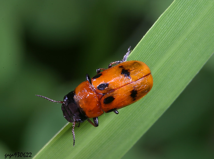 ´  Coptocephala bifasciata 