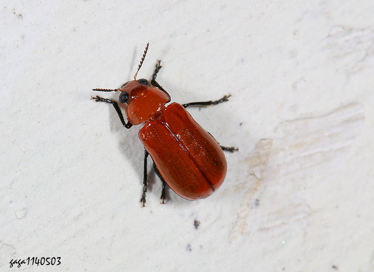 長圓筒金花蟲 Smaragdina sp.