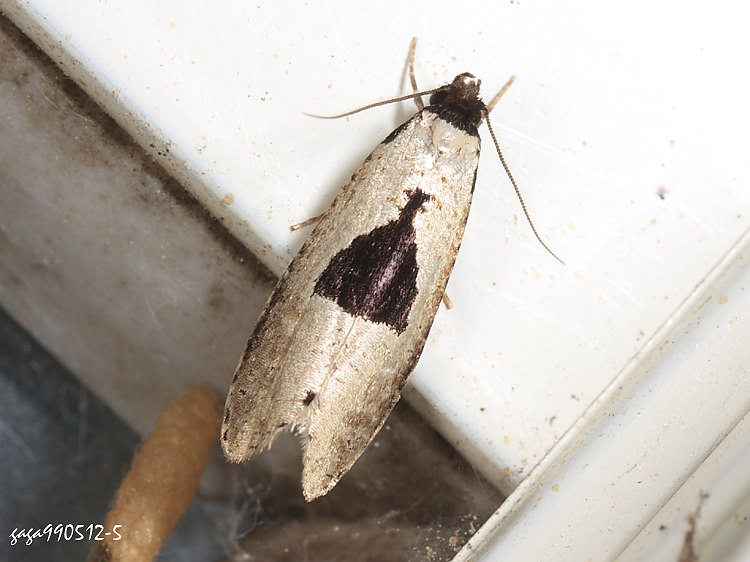 蕈蛾 Morophaga bucephala