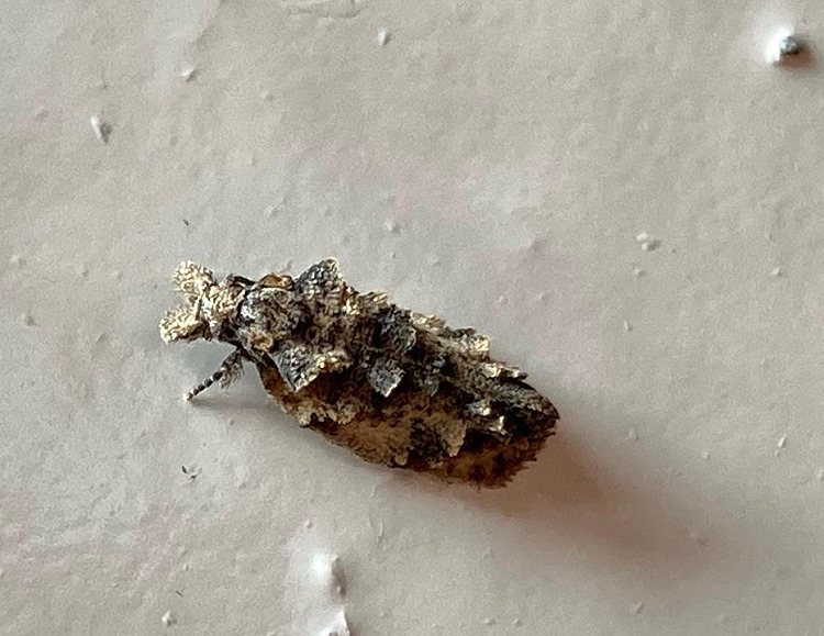 毛簇谷蛾屬 Dasyses sp.
