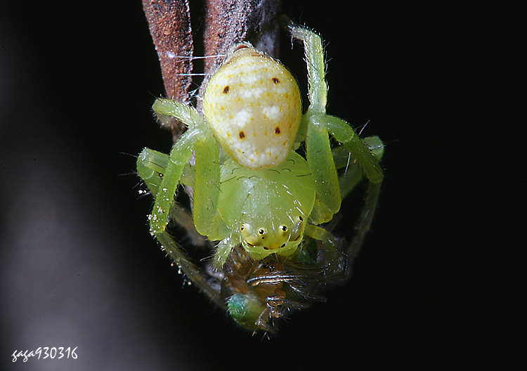  Diaea subdola