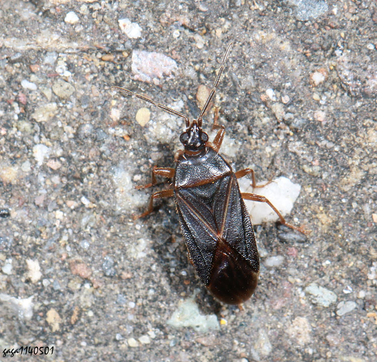 aϨȬ Laticlerada  sp.