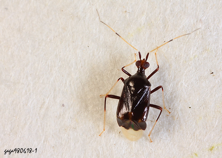 G Fingulus inflatus