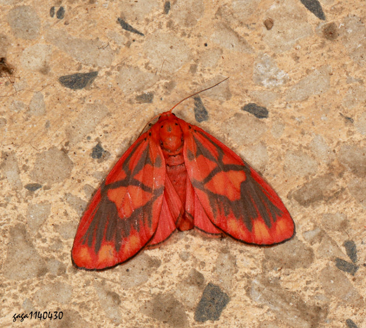 HQa Matsumursine horishanella