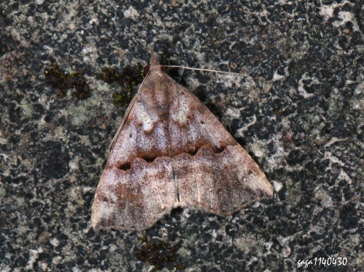 wŽn Hypena sp.