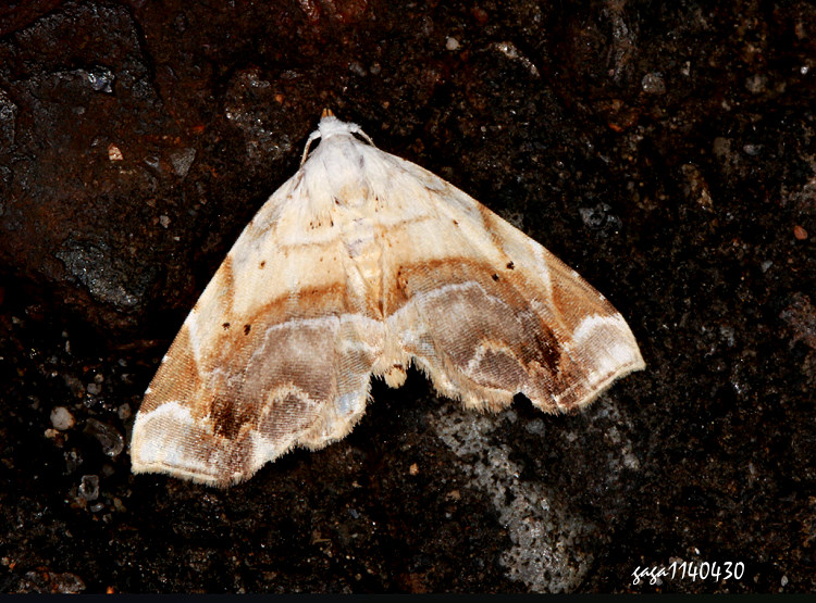 ܿPn Eugraptoblemma pictalis 