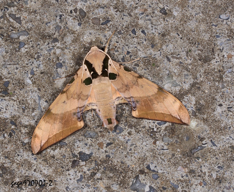 pNͤѸ Ambulyx kuangtungensis 